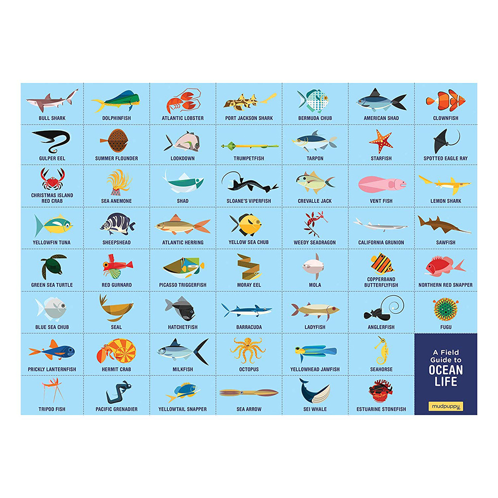 ocean animal field guide for kids
