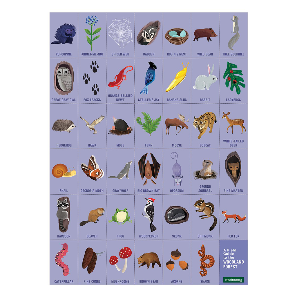 woodland animal field guide for kids