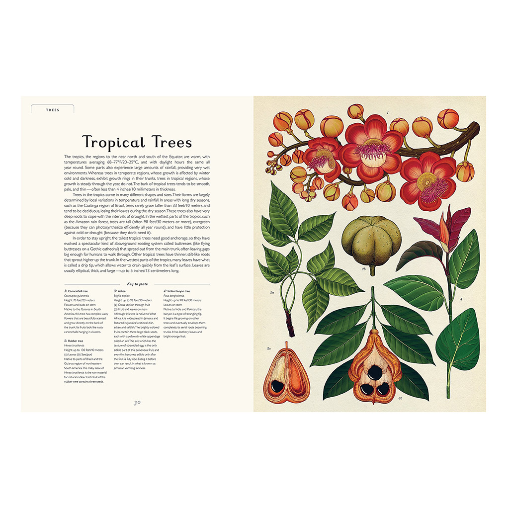 Botany Book for Kids