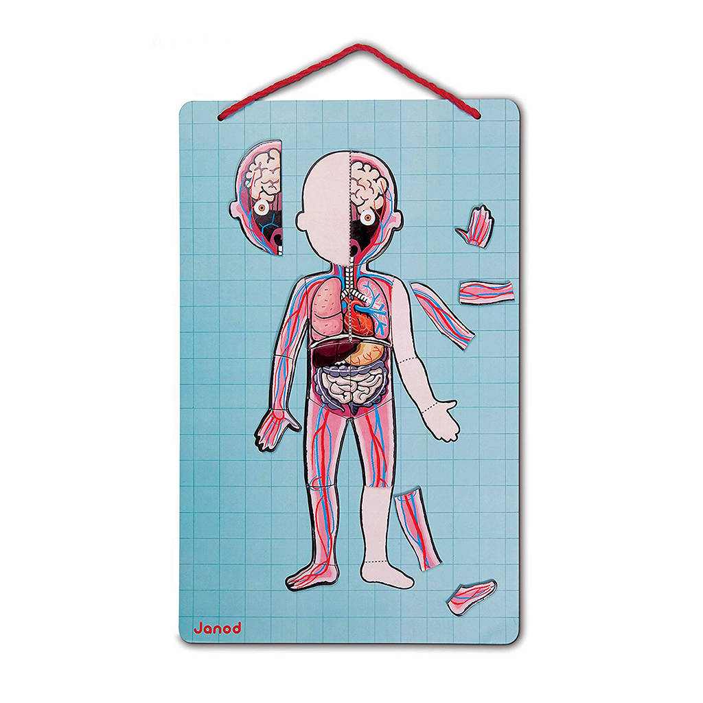 Human anatomy for kids